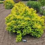 Mountaineer Sunshine