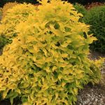 Mountaineer Sunshine (Hortech)