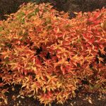 Mountaineer Wasabi Fall Color(Hortech)