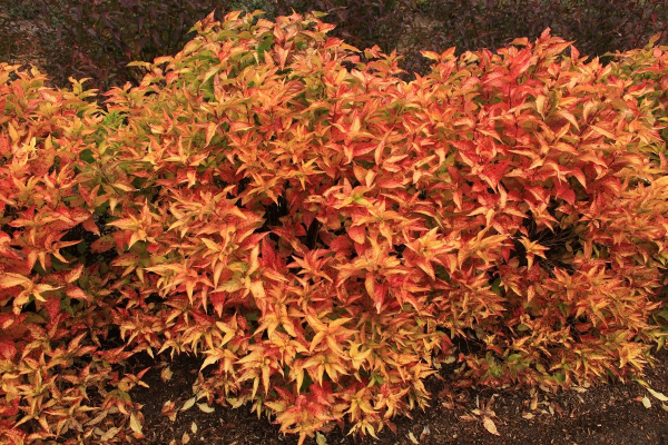 Mountaineer Wasabi Fall Color(Hortech)