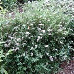 Spiraea Little Princess (1)