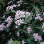 Spiraea Little Princess (2)