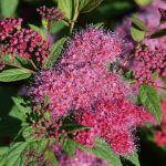 Spirea-Plumtastic-1