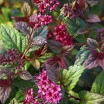 Spirea-Plumtastic-4