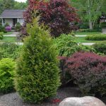 Thuja Junior Giant 1