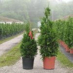 Thuja Junior Giant 2