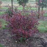 Viburnum cass. ‘JN Sel.’ Freedom(TM) 10-14-14 2