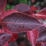 Viburnum cass. ‘JN Sel.’ Freedom(TM) 10-14-14 4