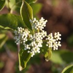 Viburnum cass. ‘JN Select’, Freedom(TM) ’12’ JN display 3