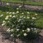 Viburnum cass. ‘JN Select’, Freedom(TM) Withrod Vib. 2013 2