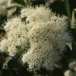 Viburnum cass. ‘JN Select’, Freedom(TM) Withrod Vib. 2013 3