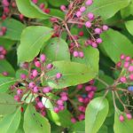 Viburnum cass. ‘JN Select’, Freedom(TM) Withrod Vib. 2013 5