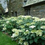 hydrangea haas-halo2