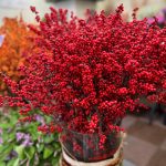 ilex-magical-amaranth-0002