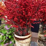 ilex-magical-amaranth-0007