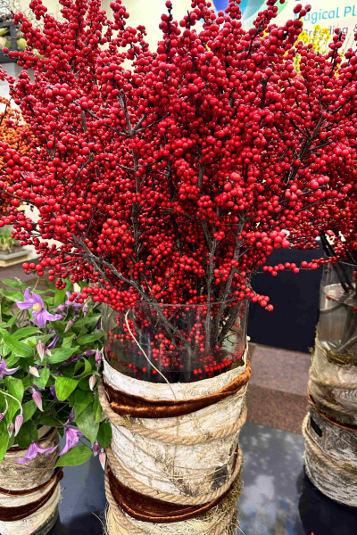 ilex-magical-amaranth-0007