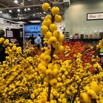 ilex-magical-citronella-0002