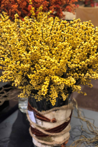 ilex-magical-citronella-0003