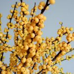 ilex-magical-citronella-0004