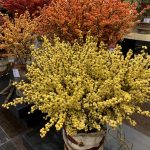 ilex-magical-citronella-0005