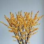 ilex-magical-citronella-0006