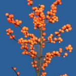 ilex-magical-daydream-0001