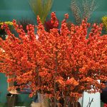 ilex-magical-daydream-0003