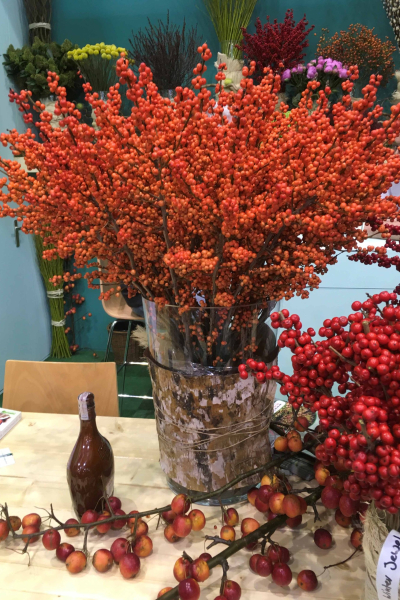 ilex-magical-daydream-0005