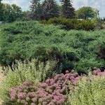 Juniper Nordic Blue 1