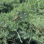 Juniper Nordic Blue 2