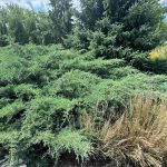 Juniper Nordic Blue 4