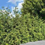 Thuja Nordic Fourth of July