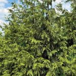 Thuja Nordic Fourth of July 3