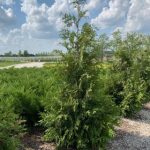 Thuja Nordic Fourth of July field