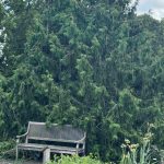 Thuja Nordic Spire