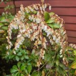 Pieris Mountain Fire (1)